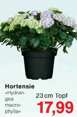 Wiglo Wunderland Hortensie »Hydrangea macrophylla« Angebot