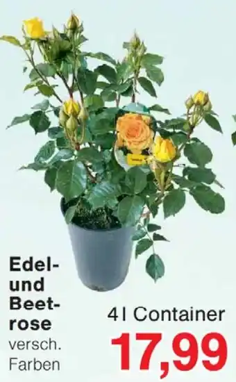 Edel- und Beetrose