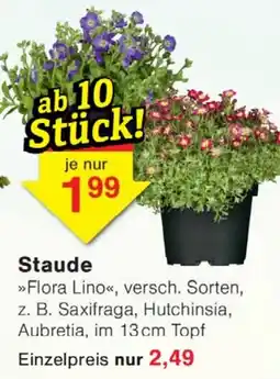 Wiglo Wunderland Staude »Flora Lino« Angebot
