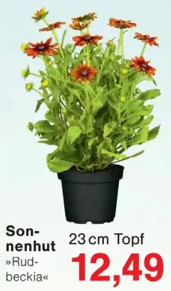 Wiglo Wunderland Sonnenhut »Rudbeckia« Angebot