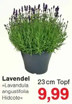 Wiglo Wunderland Lavendel »Lavandula angustifolia Hidcote« Angebot