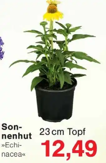 Wiglo Wunderland Sonnenhut »Echinacea« Angebot