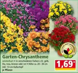 Norma Garten-Chrysantheme Angebot