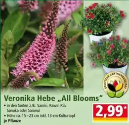 Norma Veronika Hebe „All Blooms“ Angebot