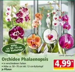 Norma Orchidee Phalaenopsis Angebot