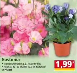 Norma Eustoma Angebot