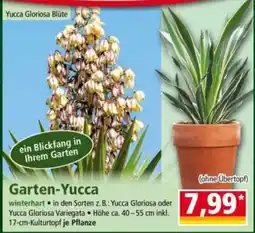Norma Garten-Yucca Angebot