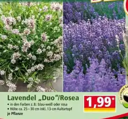 Norma Lavendel „Duo“ Angebot
