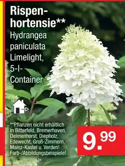 Zimmermann Rispenhortensie Angebot
