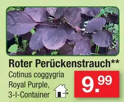 Zimmermann Roter perückenstrauch Angebot