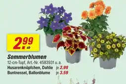 toom Baumarkt Husarenknöpfchen, dahlie Angebot