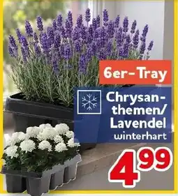 CENTERSHOP Chrysanthemen/Lavendel Angebot