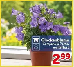 CENTERSHOP Glockenblume Campanula Porto Angebot