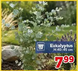 CENTERSHOP Eukalyptus Angebot
