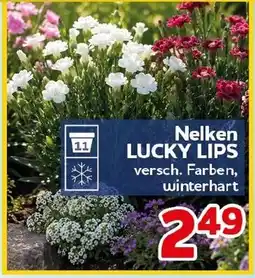 CENTERSHOP Nelken LUCKY LIPS Angebot