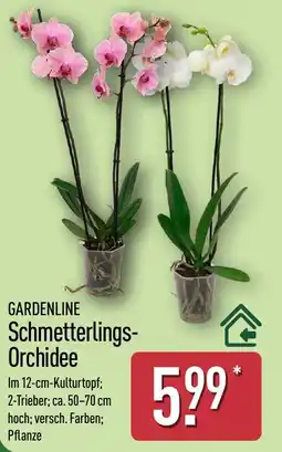 Aldi Nord GARDENLINE Schmetterlings-Orchidee Angebot