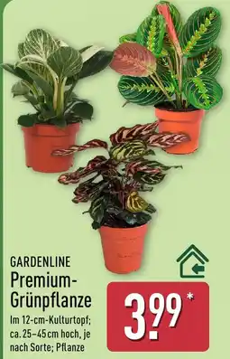Aldi Nord GARDENLINE Premium-Grünpflanze Angebot
