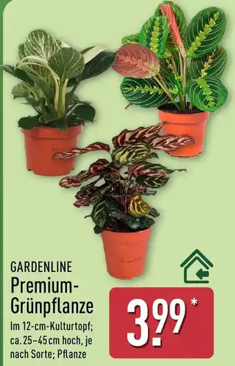Aldi Nord GARDENLINE Premium-Grünpflanze Angebot