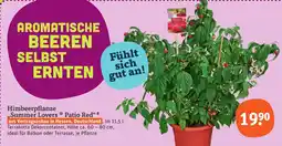 tegut Himbeerpflanze "Summer Lovers Patio Red" Angebot