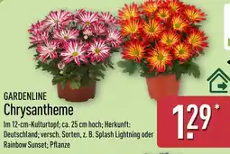 Aldi Nord GARDENLINE Chrysantheme Angebot