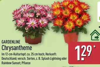Aldi Nord GARDENLINE Chrysantheme Angebot