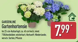 Aldi Nord GARDENLINE Gartenhortensie Angebot