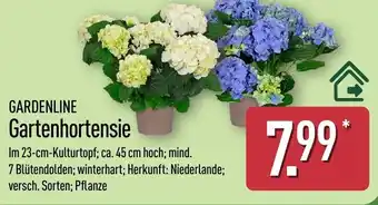 Aldi Nord GARDENLINE Gartenhortensie Angebot