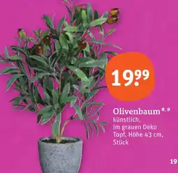 tegut Olivenbaum Angebot