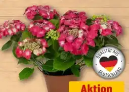 REWE Center Hortensie Angebot