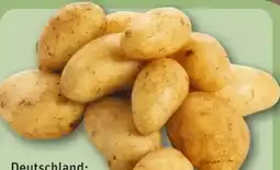 REWE Center Speisekartoffeln Angebot