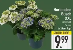 E-Center Hortensien Busch XXL Angebot