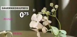 Jysk Hyazinthen Angebot