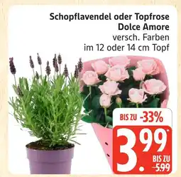 Marktkauf Schopflavendel oder topfrose dolce amore Angebot