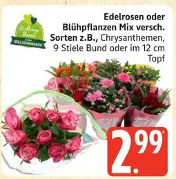 Marktkauf Edelrosen oder blühpflanzen mix versch. sorten z.b., chrysanthemen Angebot