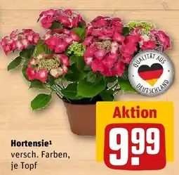 REWE Hortensie Angebot
