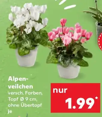 Kaufland Alpenveilchen Angebot