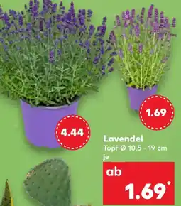 Kaufland Lavendel Angebot
