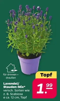 Netto Lavendel/Stauden-Mix* Angebot