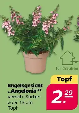 Netto Engelsgesicht „Angelonia“* Angebot