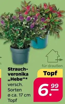 Netto Strauch-veronika „Hebe“ Angebot