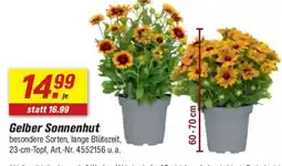 toom Baumarkt Gelber Sonnenhut Angebot