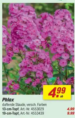 toom Baumarkt Phlox Angebot