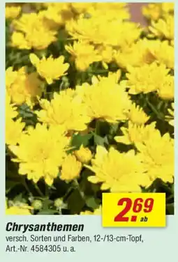 toom Baumarkt Chrysanthemen Angebot
