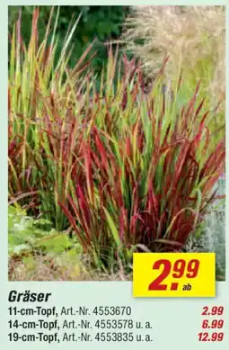 toom Baumarkt Gräser Angebot