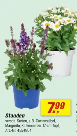 toom Baumarkt Stauden Angebot