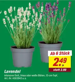 toom Baumarkt Lavendel Angebot