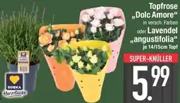 E-Center EDEKA Herzstücke Topfrose ,,Dolc Amore" oder Lavendel ,,angustifolia" Angebot