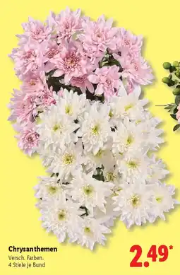 Lidl Chrysanthemen Angebot