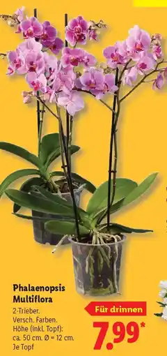 Lidl Phalaenopsis Multiflora Angebot