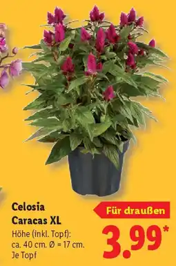 Lidl Celosia Caracas XL Angebot
